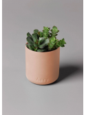 Bougie Parfumée Tubéreuse Aztèque – Pêche, Lait d’Amande & Tubéreuse – Aery Living